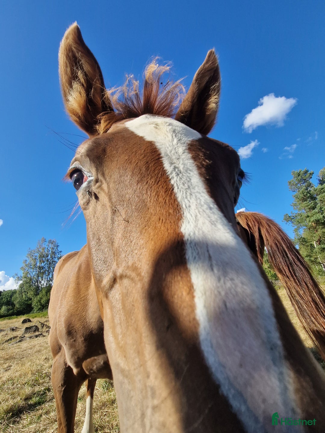 Hoppning hästar till salu: Framtidsämne  i Hässleholm - Annons 4