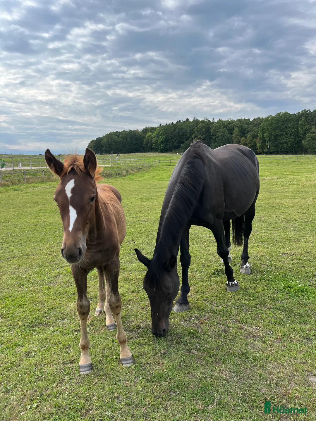 Avelshästar hästar till salu: Dräktigt avelssto i Gråbo - Annons 3