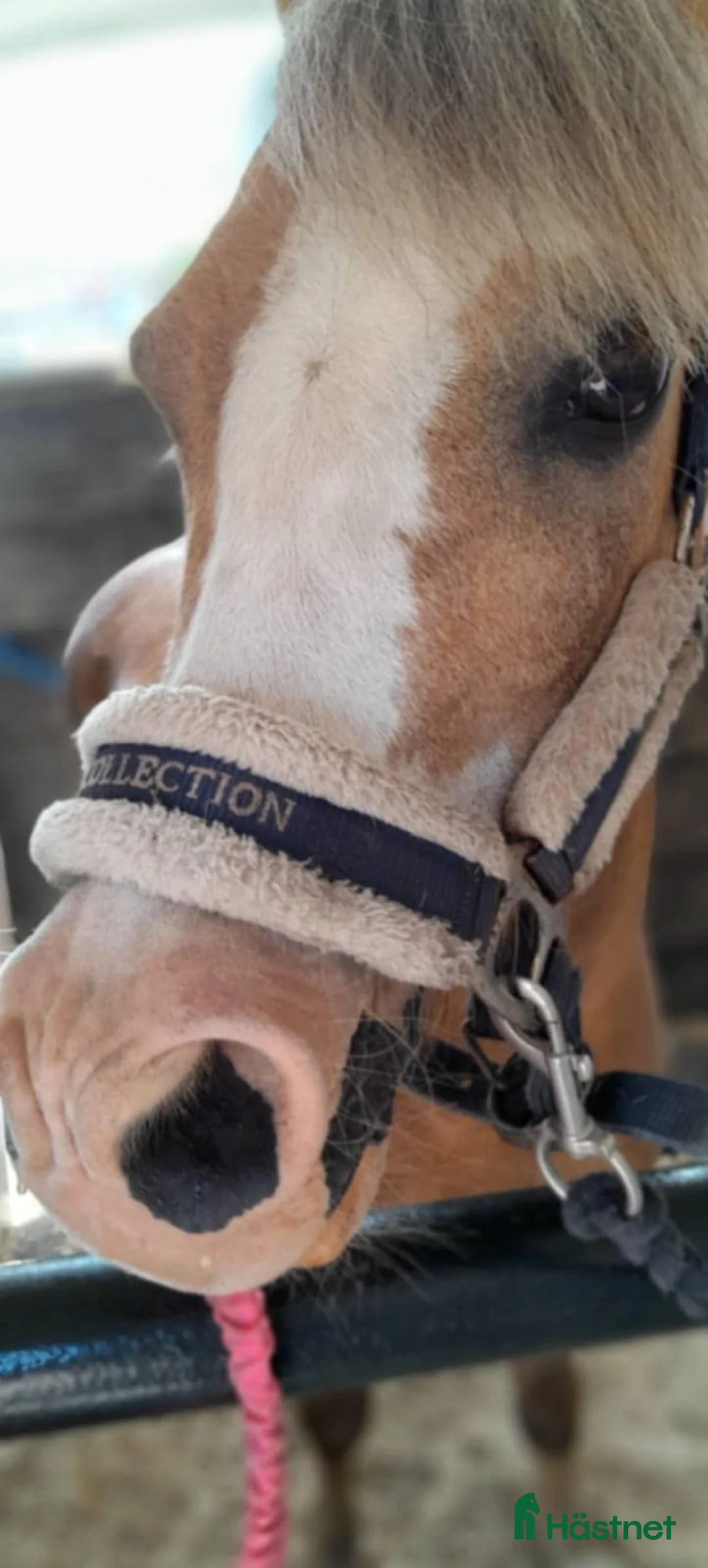 Hoppning hästar till salu: Nessie i Lund - Annons 3