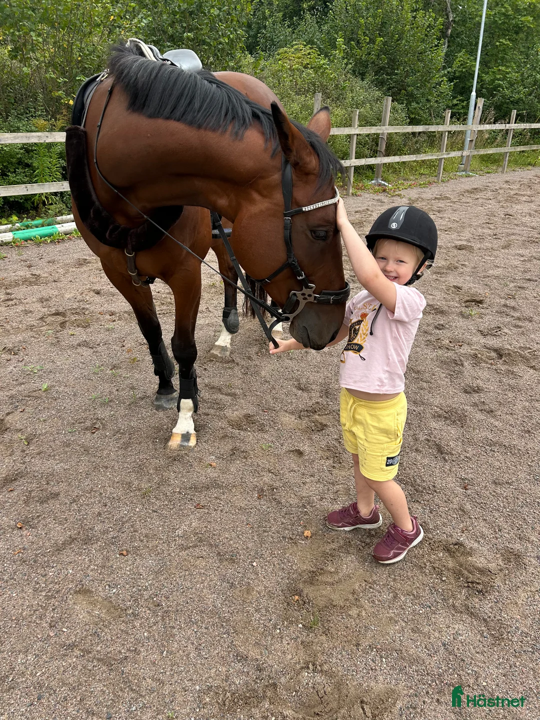 Hoppning hästar till salu: Fint sto säljes till rätt hem  i Motala - Annons 4