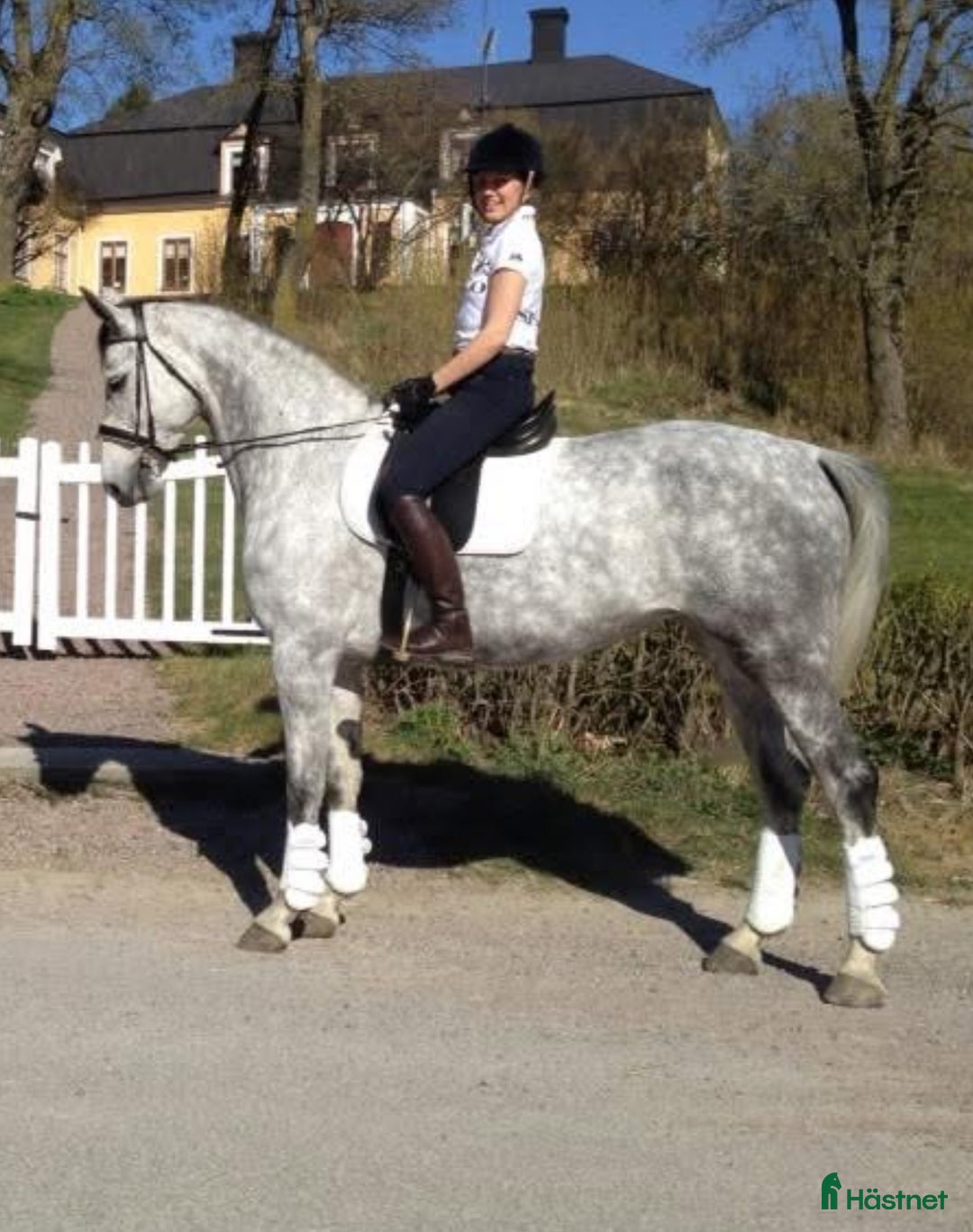  medryttarhäst sökes: Erfaren ryttare söker medeyttarhäst i Sundbyberg - Annons 2