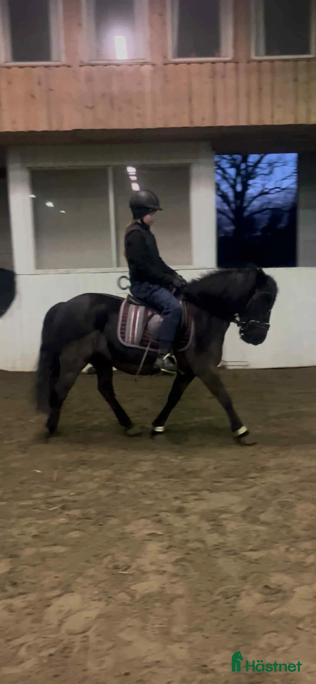 Allround hästar till salu: Världens finaste wonderful magic fellponny  i Ljung - Annons 14