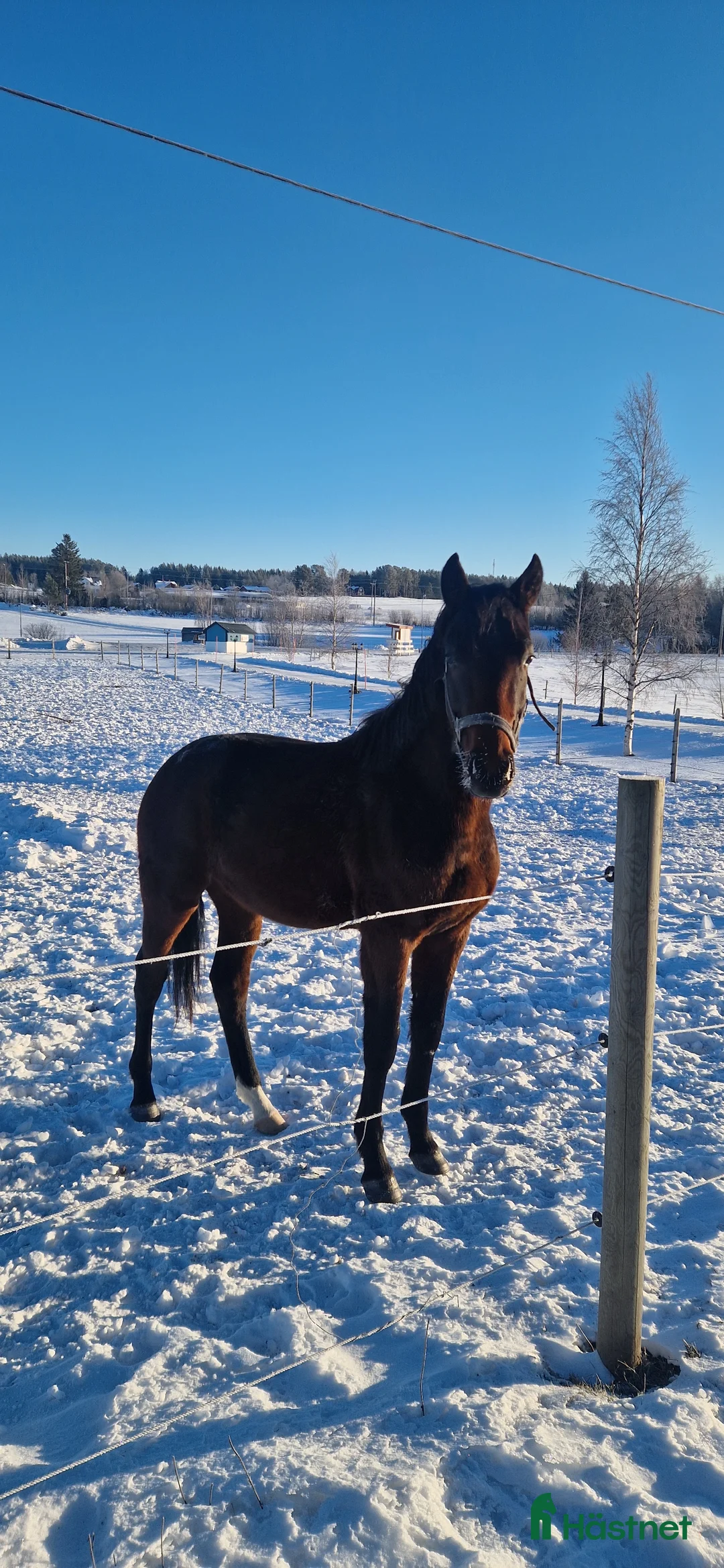 Dressyr hästar till salu: Snygg 2årig valack i Orrviken - Annons 2