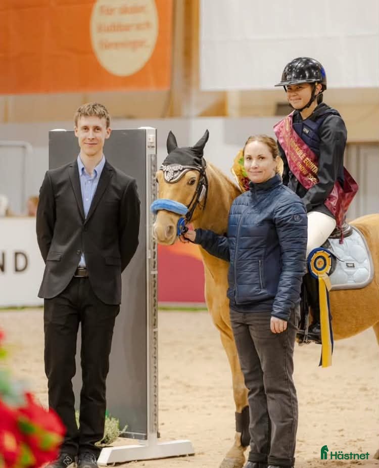 hästar Blixten pigg och hoppglad ponny  🐴❤️ - Annons 12