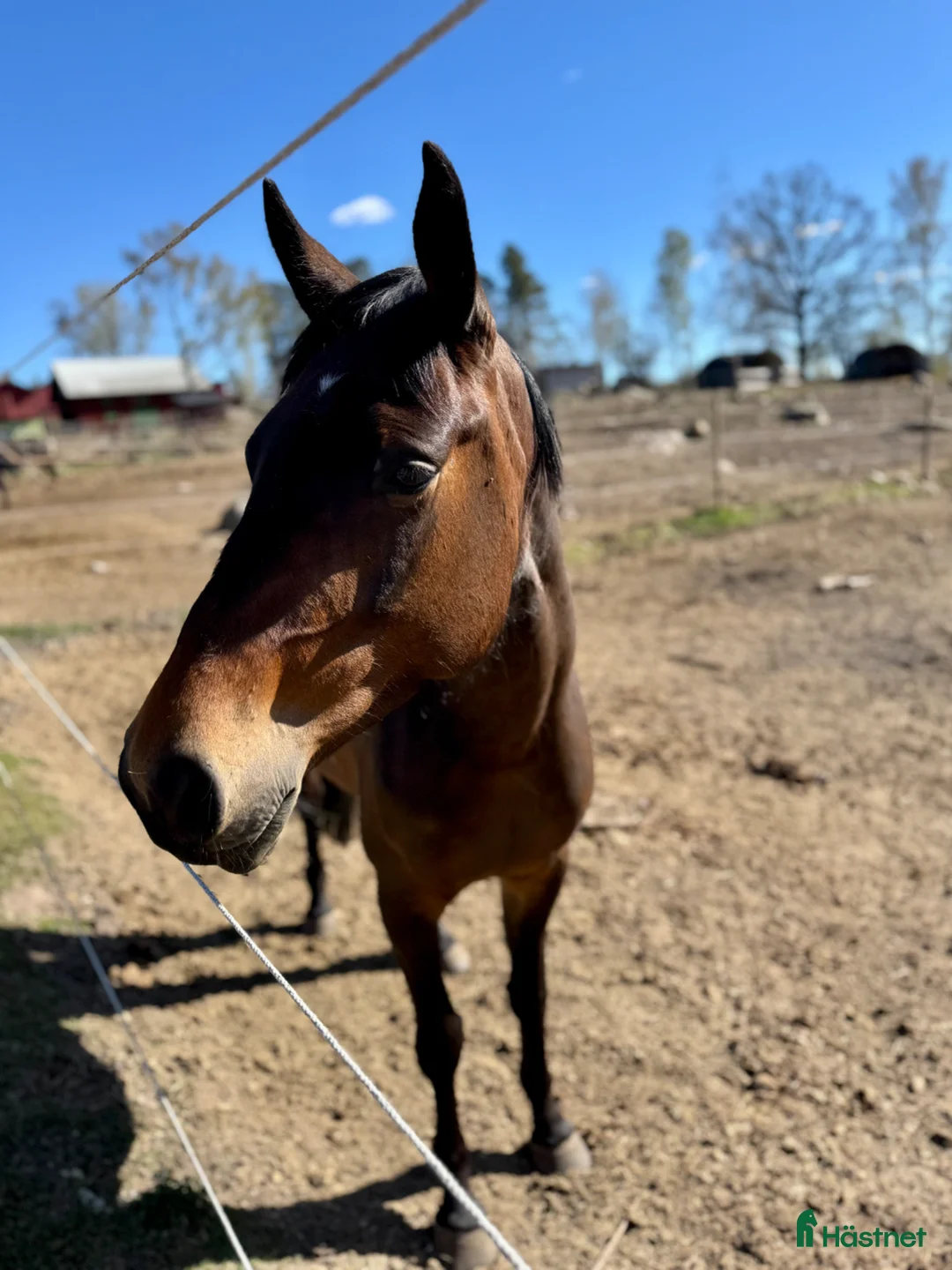 Hoppning hästar till salu: Trevlig 4åring - Annons 1