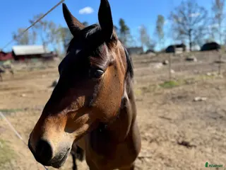hästar Trevlig 4åring - Annons 12