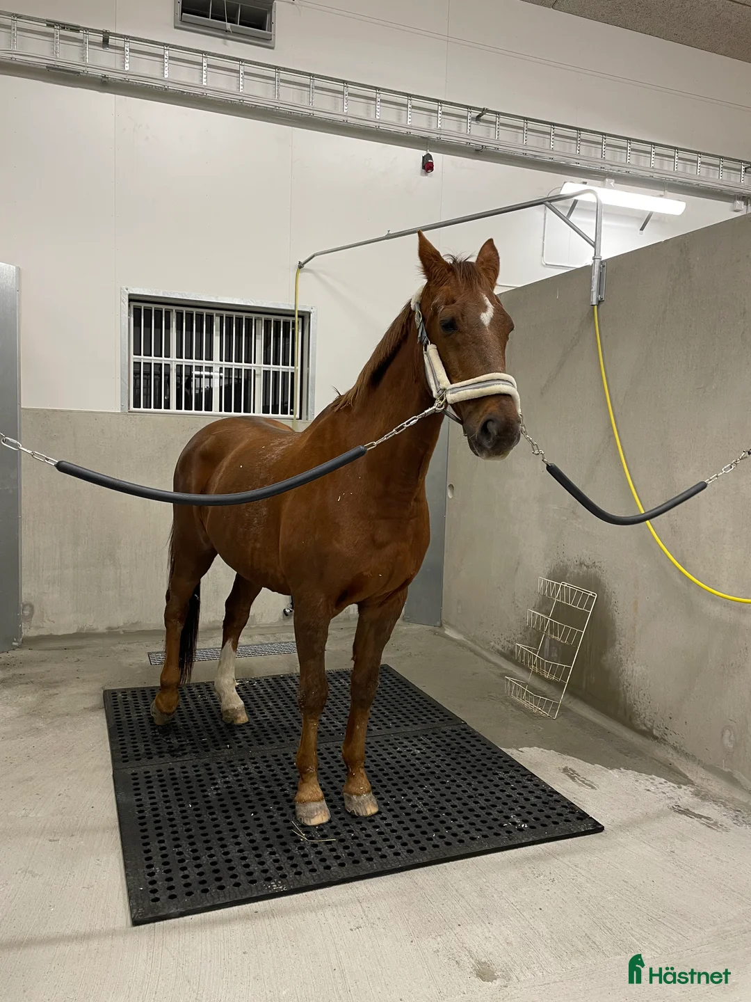  stallplats finnes: Stallplats Marmont Equestrian Center i Vallentuna i Vallentuna - Annons 2