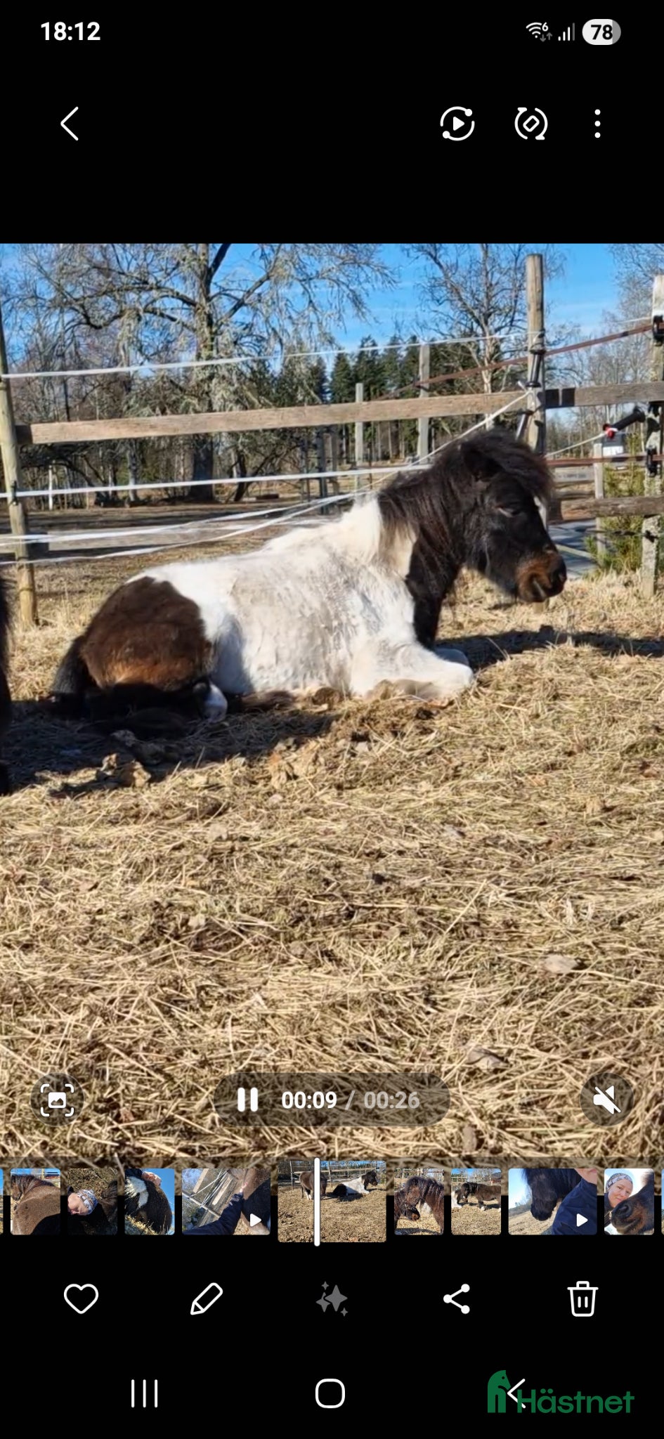  hästar Måste bo kvar tills äldre kompis hittats - Annons 5
