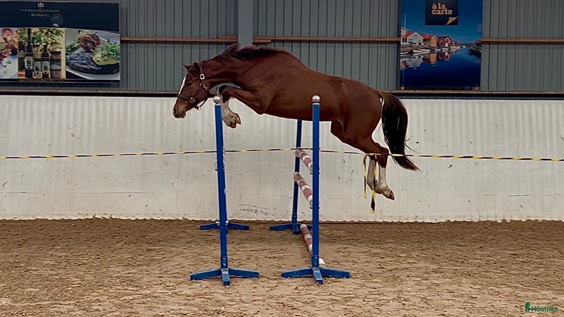 Hoppning hästar till salu: Okomplicerad hopptalang - Annons 1