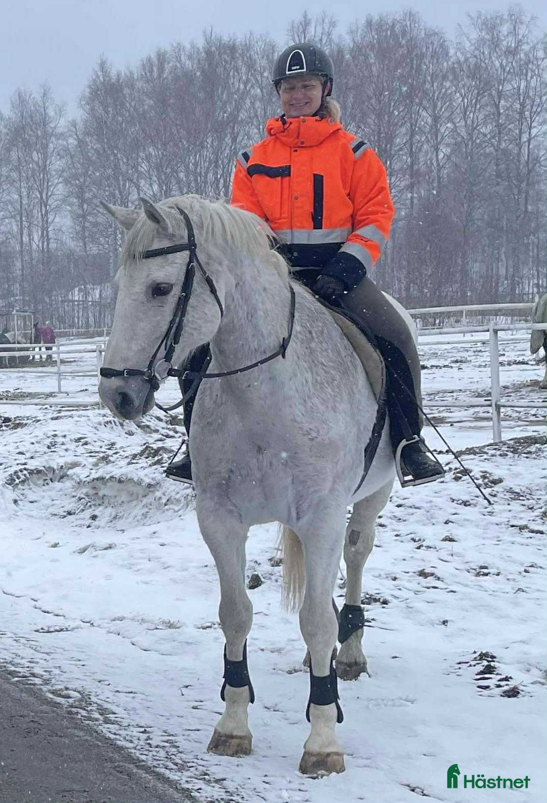 Allround hästar till salu: Snäll och trygg gentleman säljes i Söderhamn i Söderhamn - Annons 2