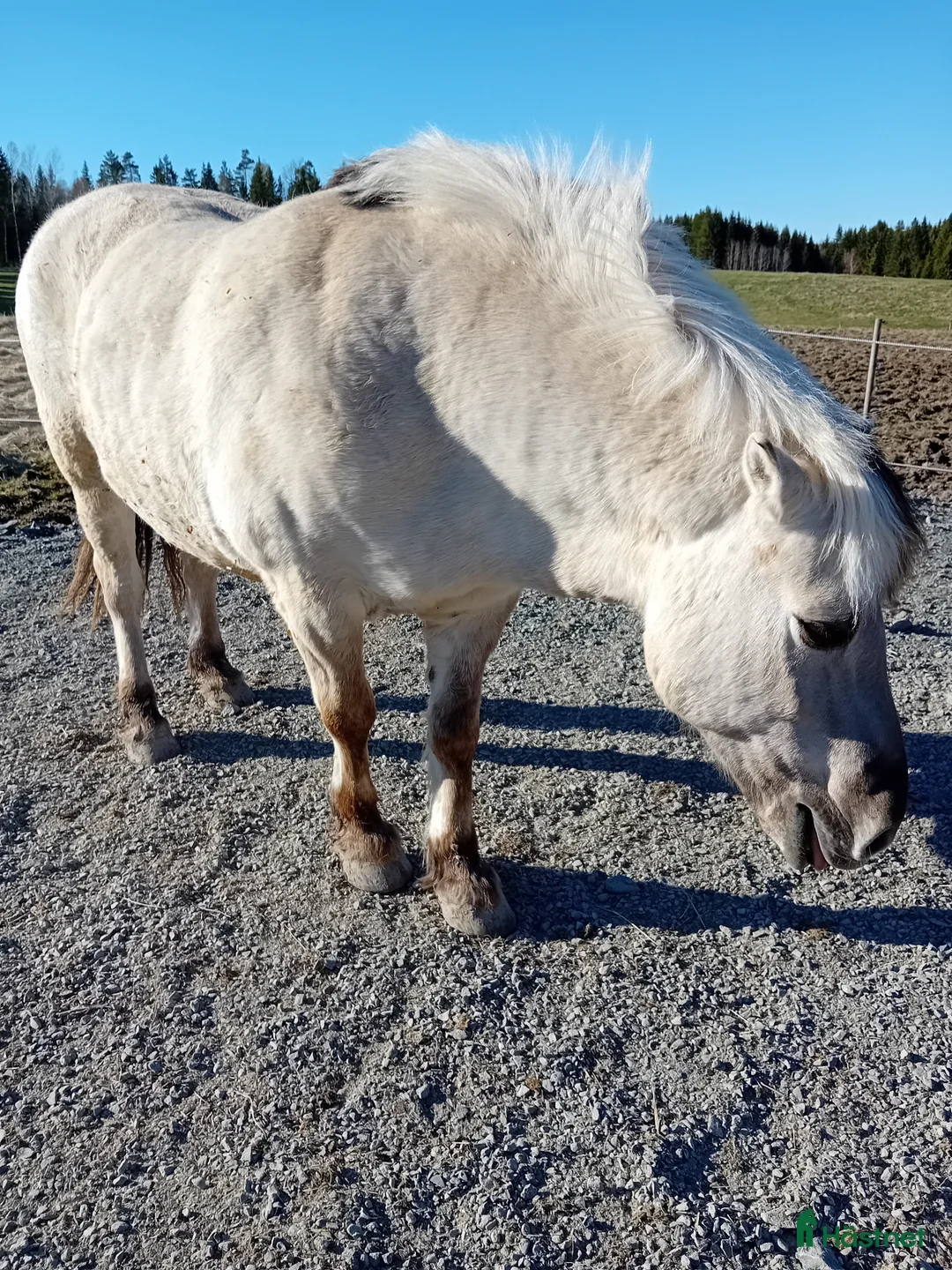 Övrigt hästar till salu: Gosig fjording - Annons 2