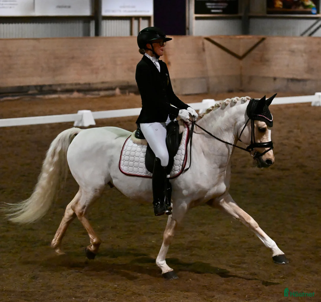 Dressyr hästar till salu: Fantastisk dressyrponny säljes! - Annons 3