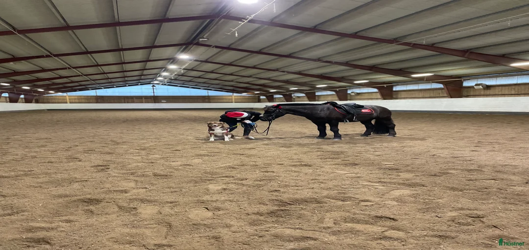 Galleribild {{count}}