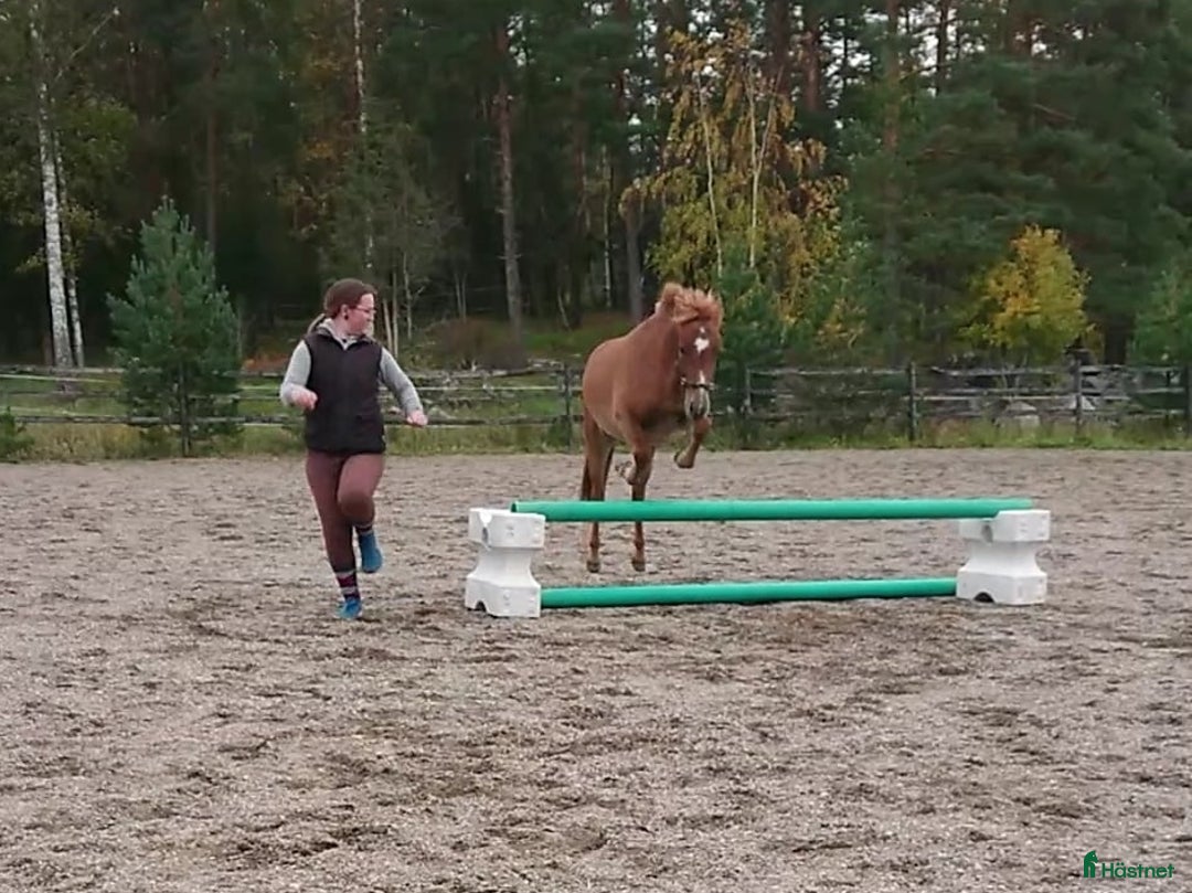 Övrigt hästar till salu: 9-årigt russ utlånas/säljes i Eskilstuna - Annons 6