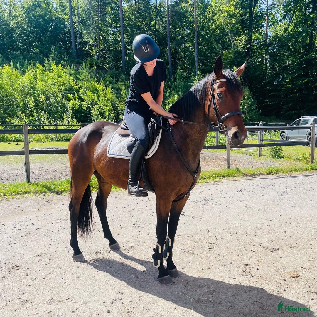 Dressyr hästar till salu: Diplomsto för dressyrsporten i Habo - Annons 2