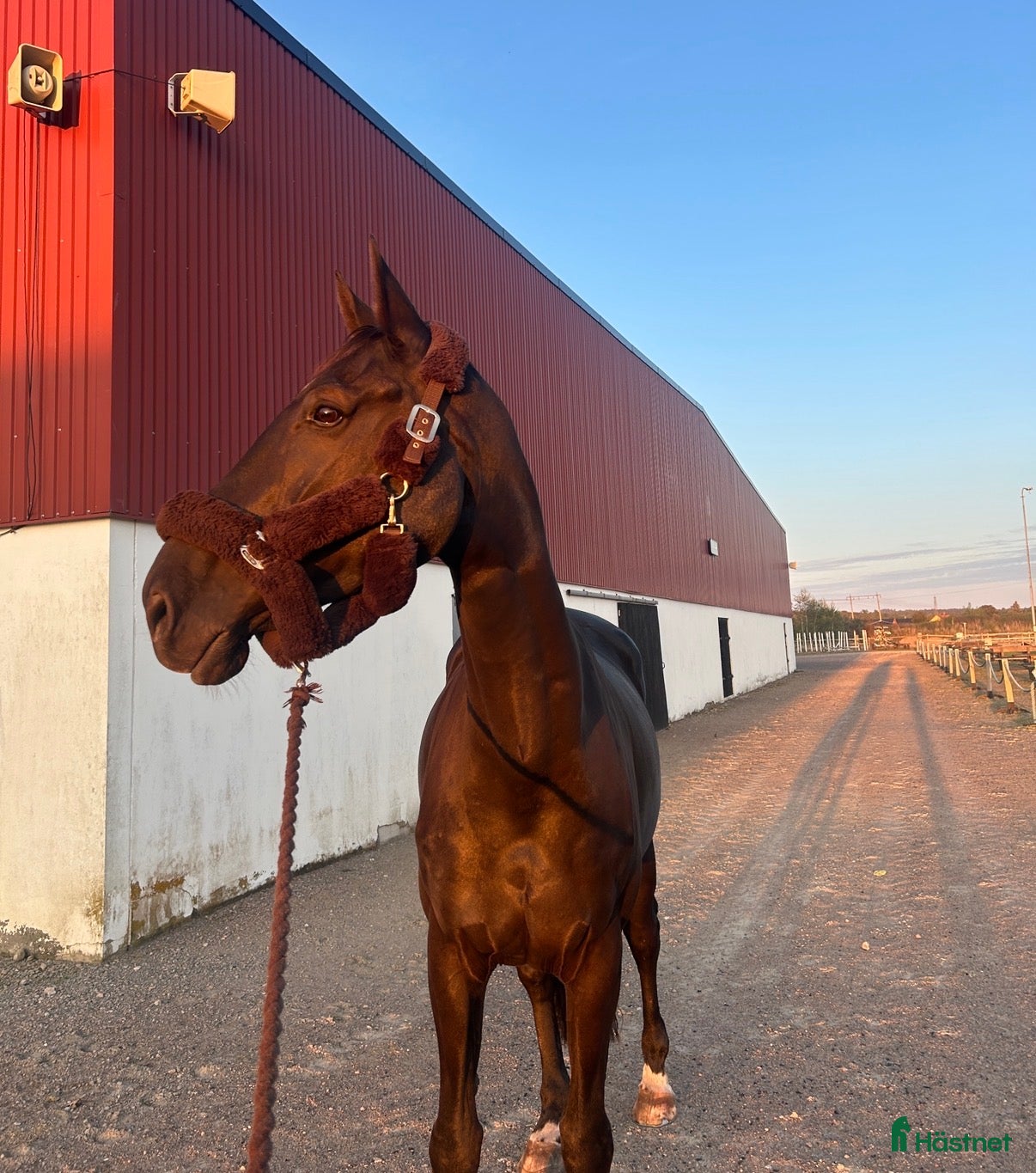  hästar Oslipad diamant med stor personlighet 💎 i Skummeslövsstrand - Annons 15