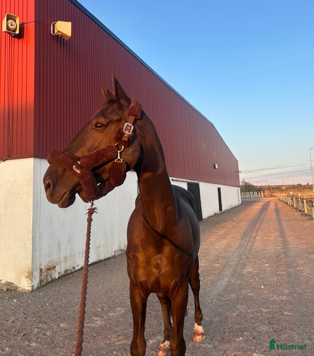 Dressyr hästar till salu: Oslipad diamant med stor personlighet 💎 i Skummeslövsstrand - Annons 1