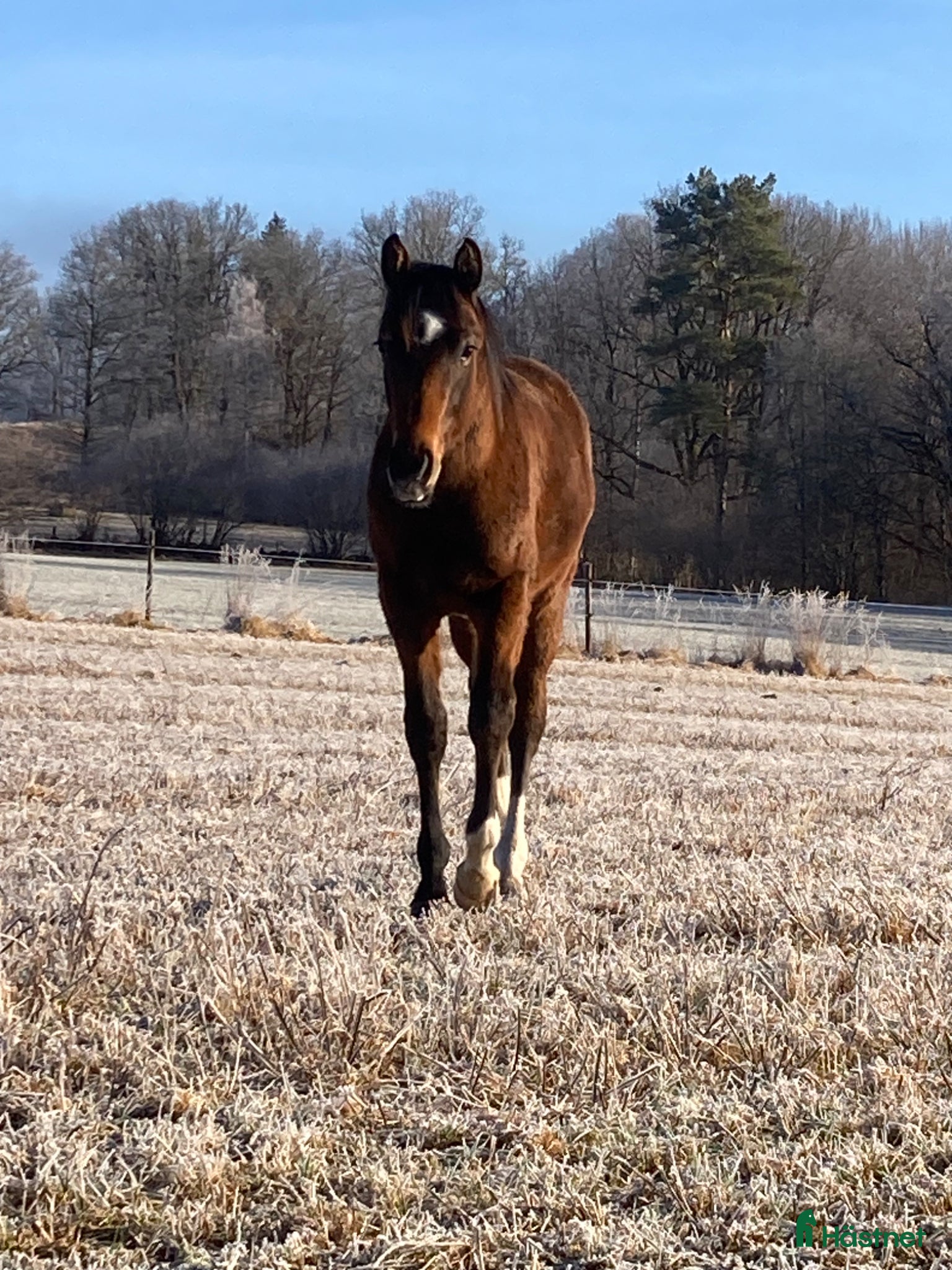  stallplats Lösdrift till snäll ung valack - Annons 15