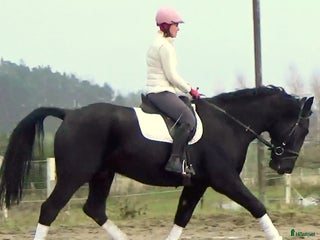 hästar Fantastic Silesian horse for Christmas time - Annons 3