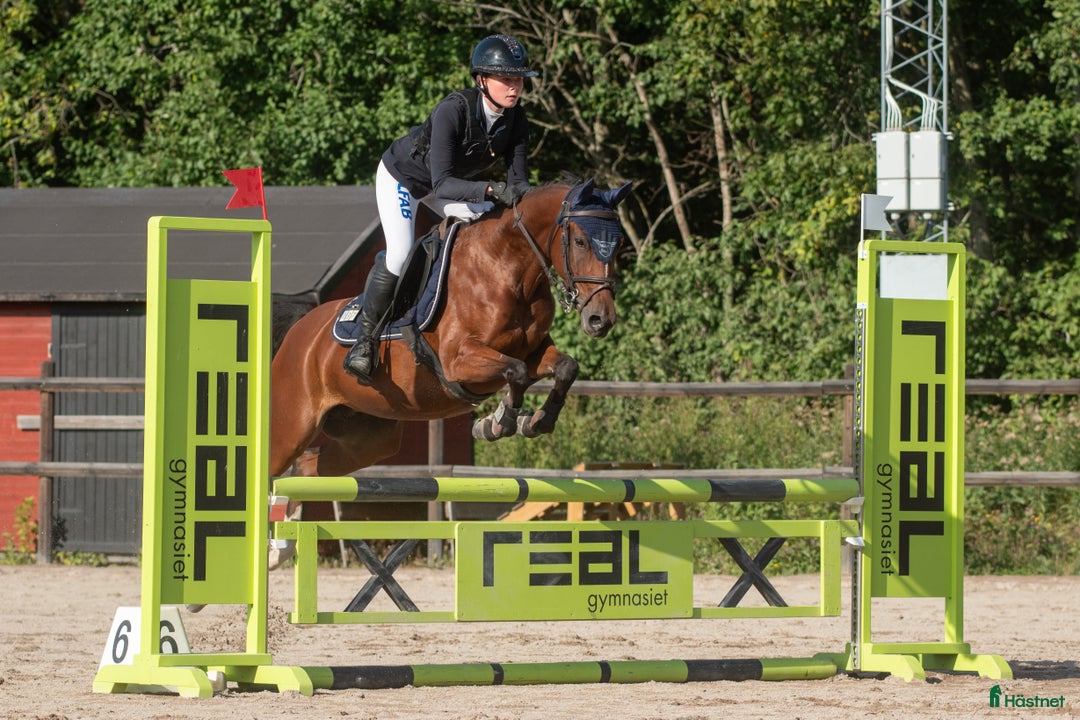 Hoppning hästar till salu: Lyxig pigg hopp ponny i Falun - Annons 2