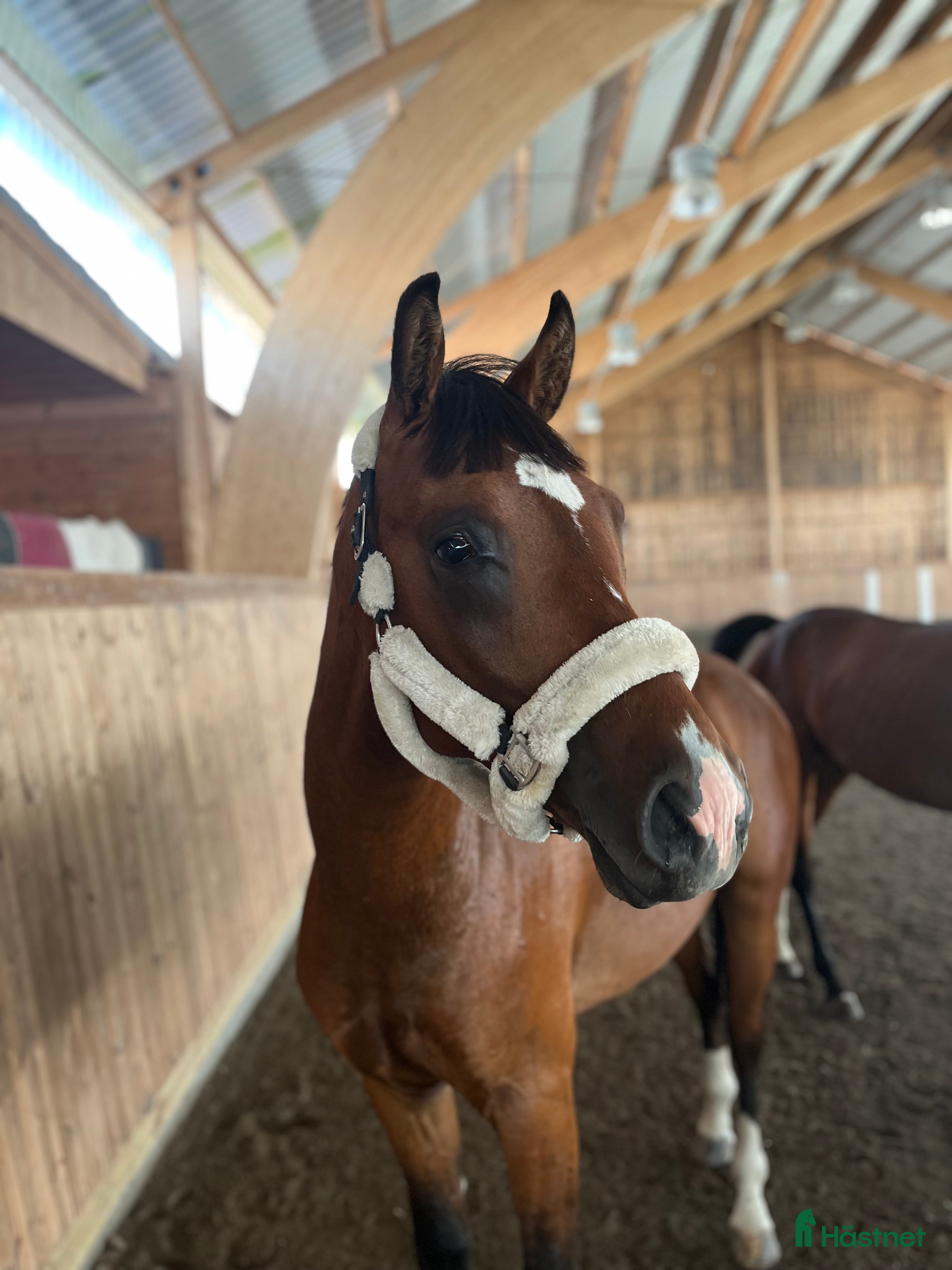  hästar 🌟Kingpin🌟 i Almunge - Annons 5