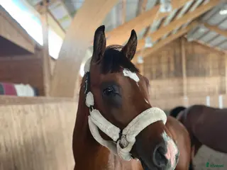 hästar 🌟Kingpin🌟 i Almunge - Annons 5