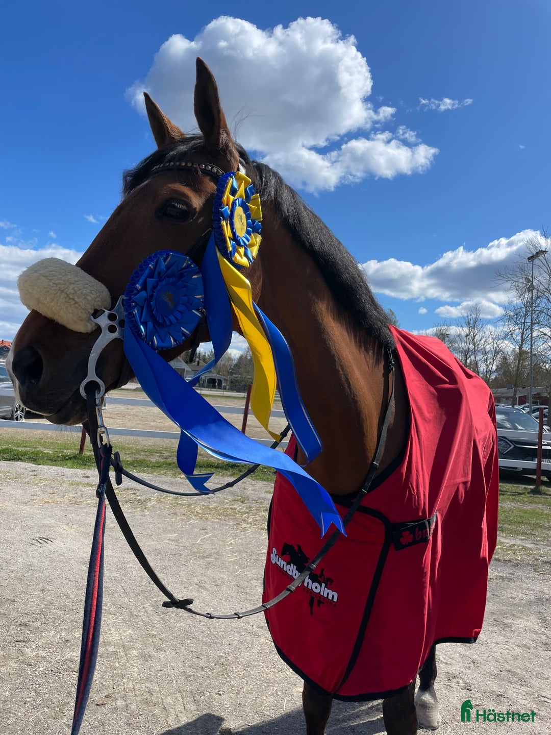 Hoppning hästar till salu: Svår häst med fint hjärta ♥️  i Ösmo - Annons 2