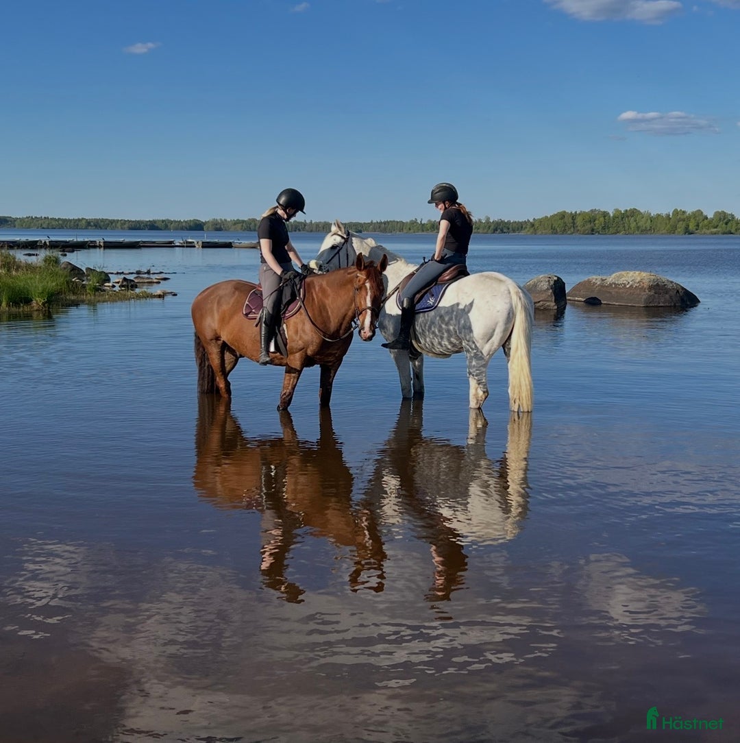 Allround hästar till salu: Snällaste hästen i Småland!  i Väckelsång - Annons 5
