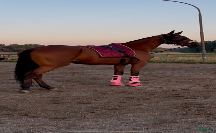  hästar i Strängnäs - Annons 4