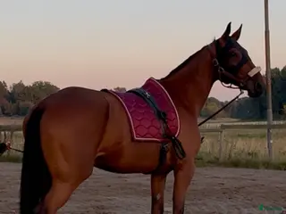 hästar SÖKER FODERVÄRD - Annons 3