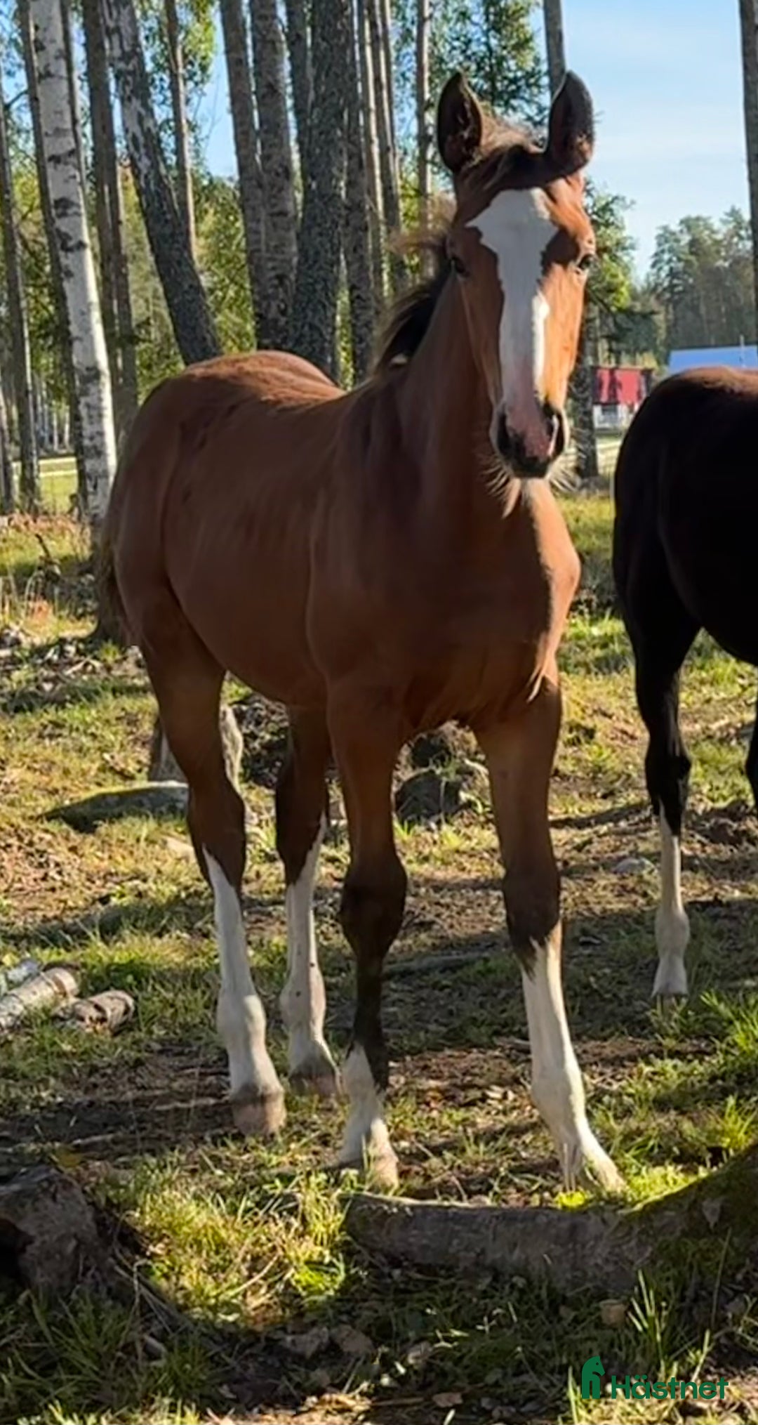 Hoppning hästar till salu: Unikt stoföl! i Örebro - Annons 1