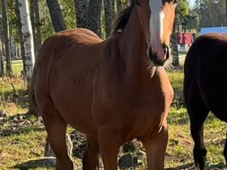 Hoppning hästar till salu: Unikt stoföl! i Örebro - Annons 2