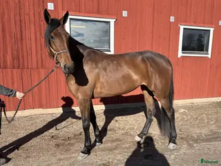 hästar Travsto för avel eller sällskap - Annons 10