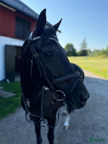 medryttarhäst sökes i Vallentuna - Annons 13