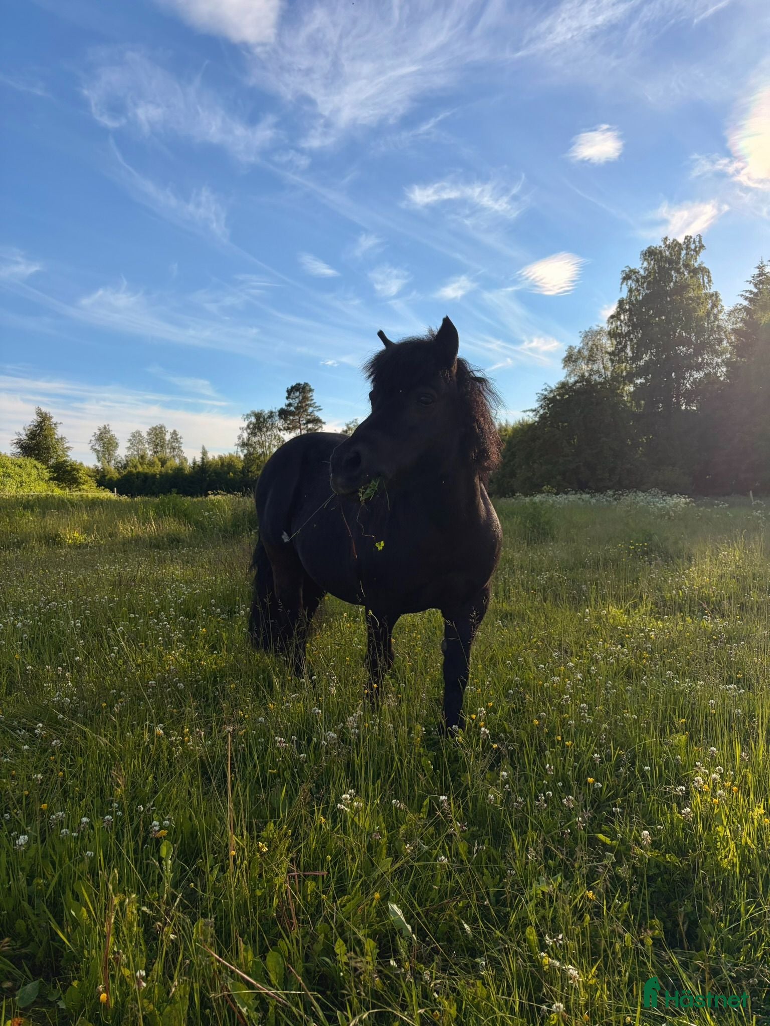  hästar Snäll shetlandsponny - Annons 1