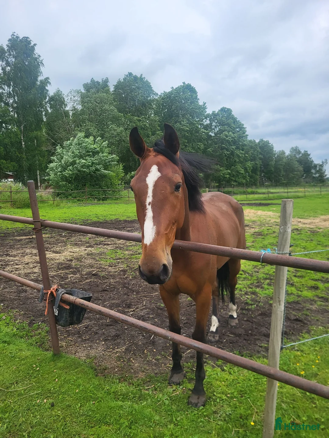  stallplats finnes: 3 hästars stall uthyres eller box i Vårgårda - Annons 1
