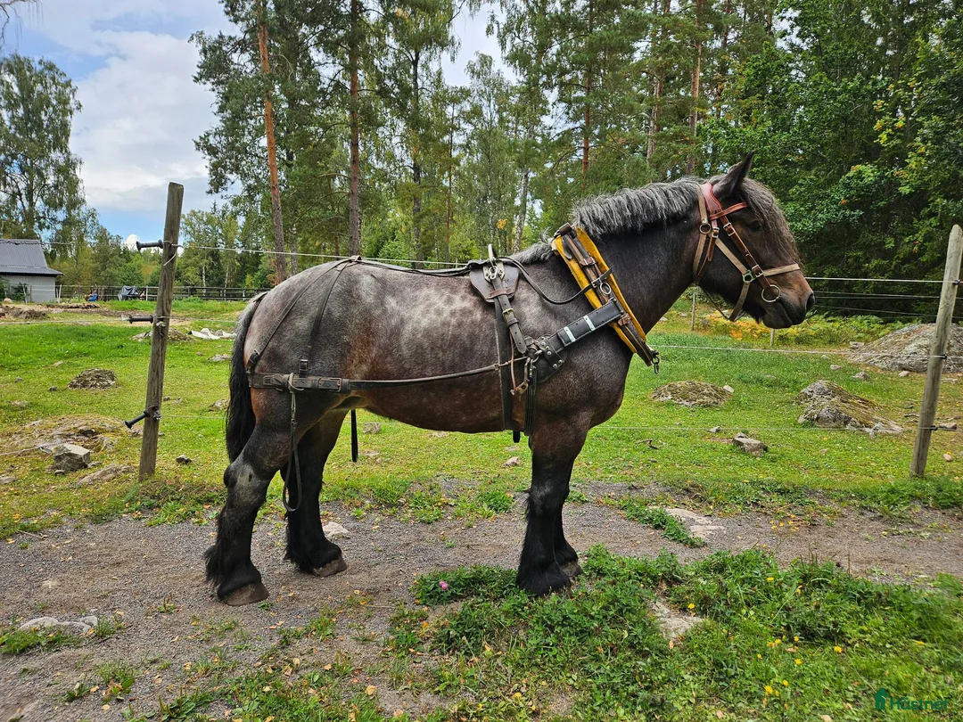 Allround hästar till salu: Ardenner sto - Annons 1