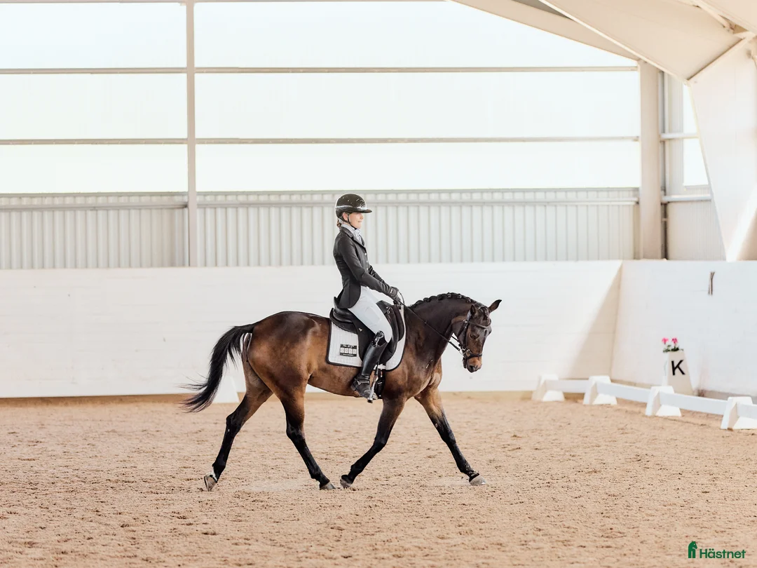 Dressyr hästar till salu: Elegant FEI ponny i Aneby - Annons 1