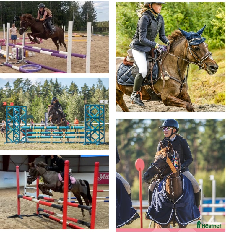  hästar Fantastisk Läromästare  i Sävsjö - Annons 5