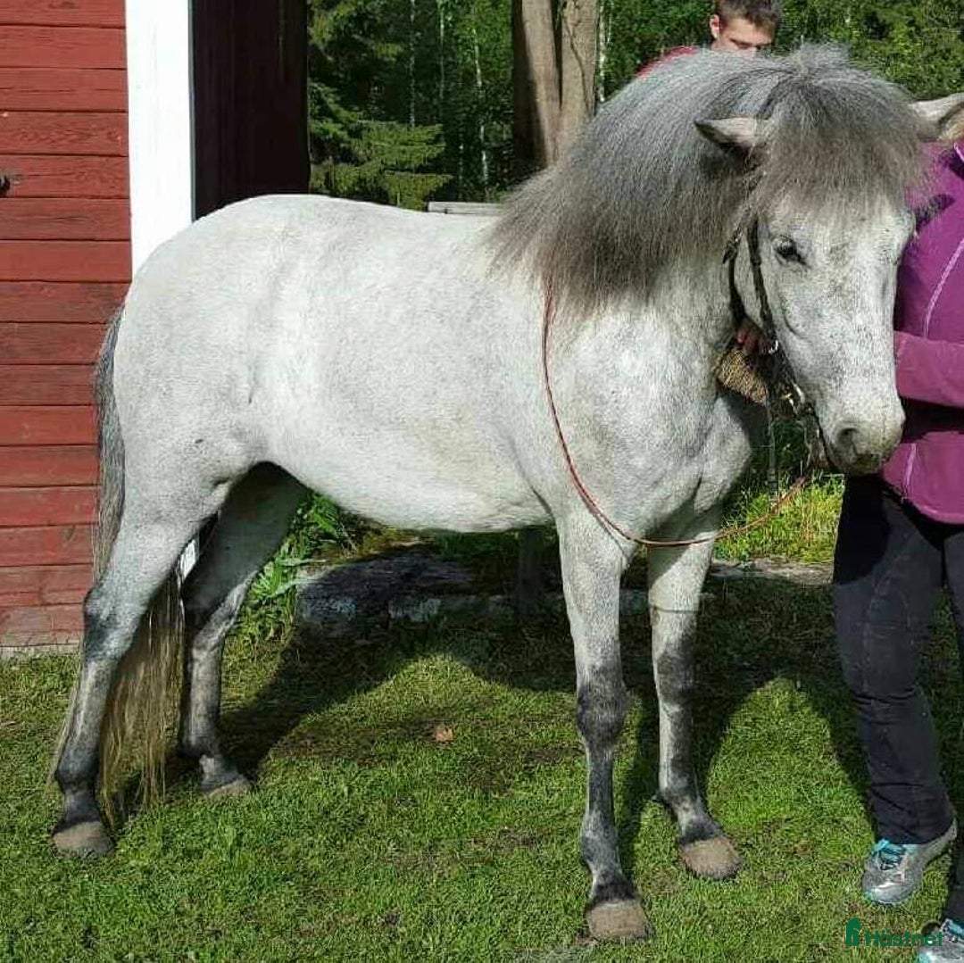 Island hästar till salu: Säljer nu mitt vackra Islandssto, Atla från Hägra i Skurup - Bild 5