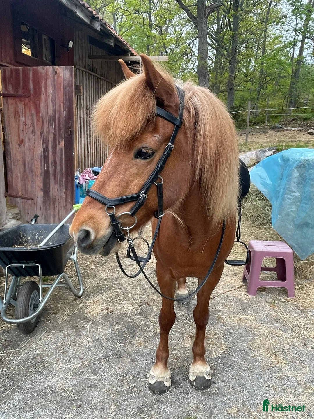Island hästar till salu: Lyxig träningskompis och bästa vän - Annons 1