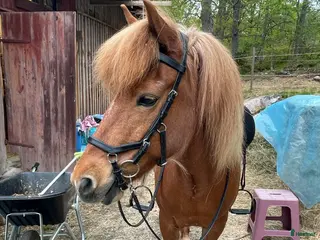 hästar Lyxig träningskompis och bästa vän - Annons 2