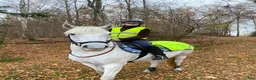 Allround hästar till salu: Vacker Connemara med stor personlighet - Annons 9
