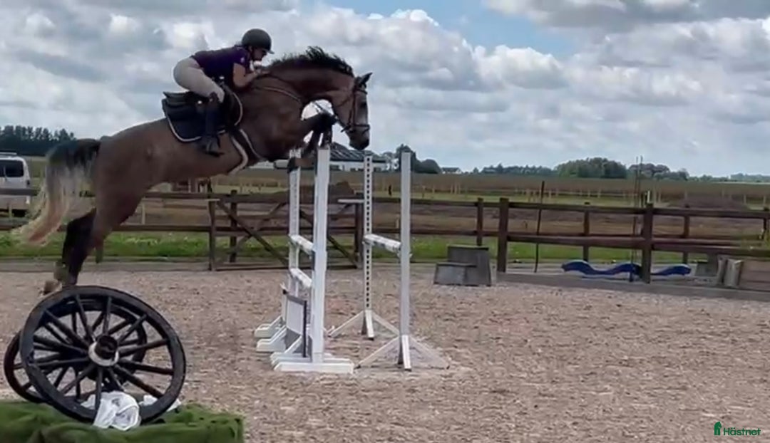  hästservice finnes: AK Horses - Annons 4