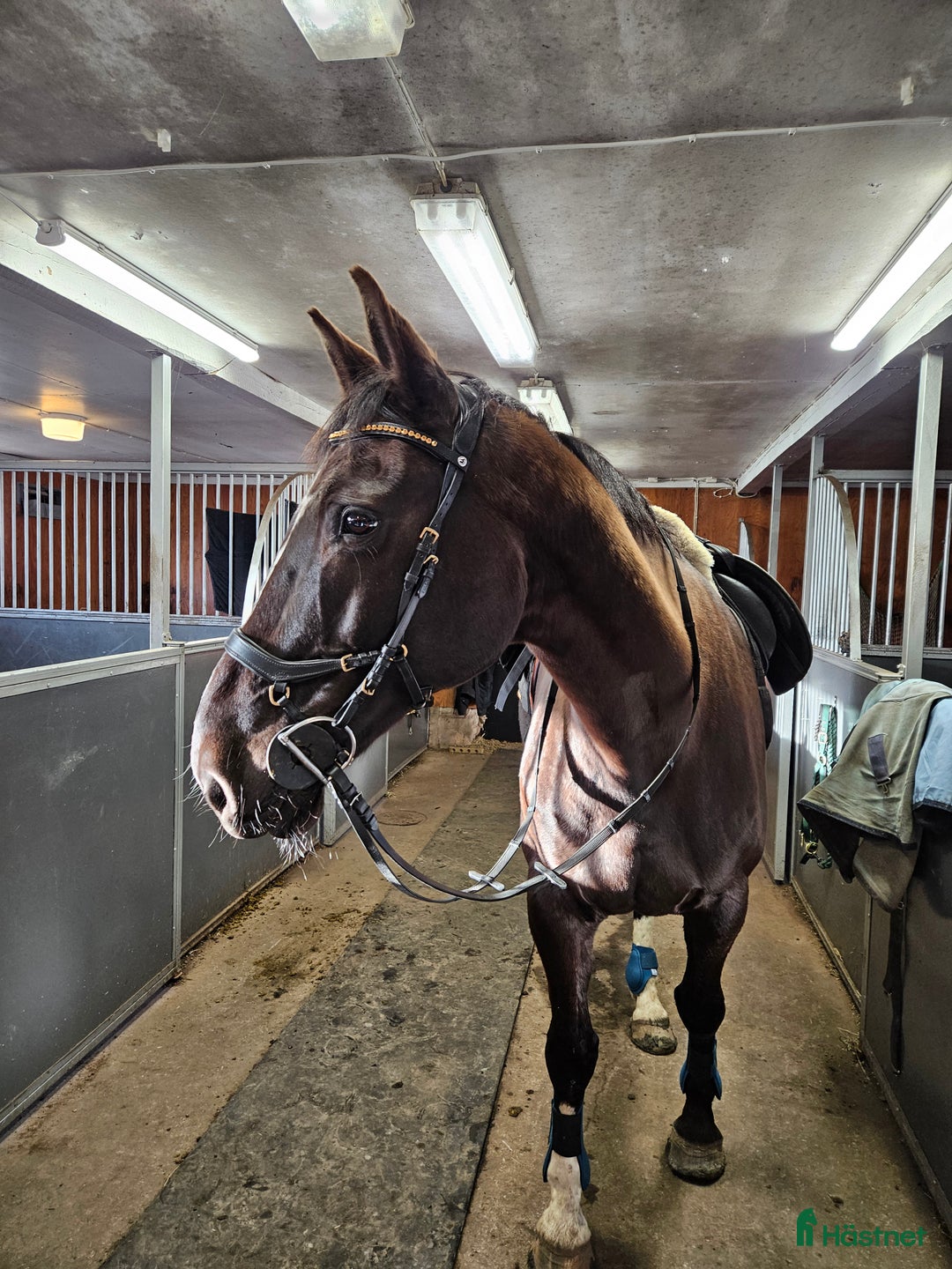  stallplats finnes: Lugnt och mysigt stall i Sandared i Sandared - Annons 3