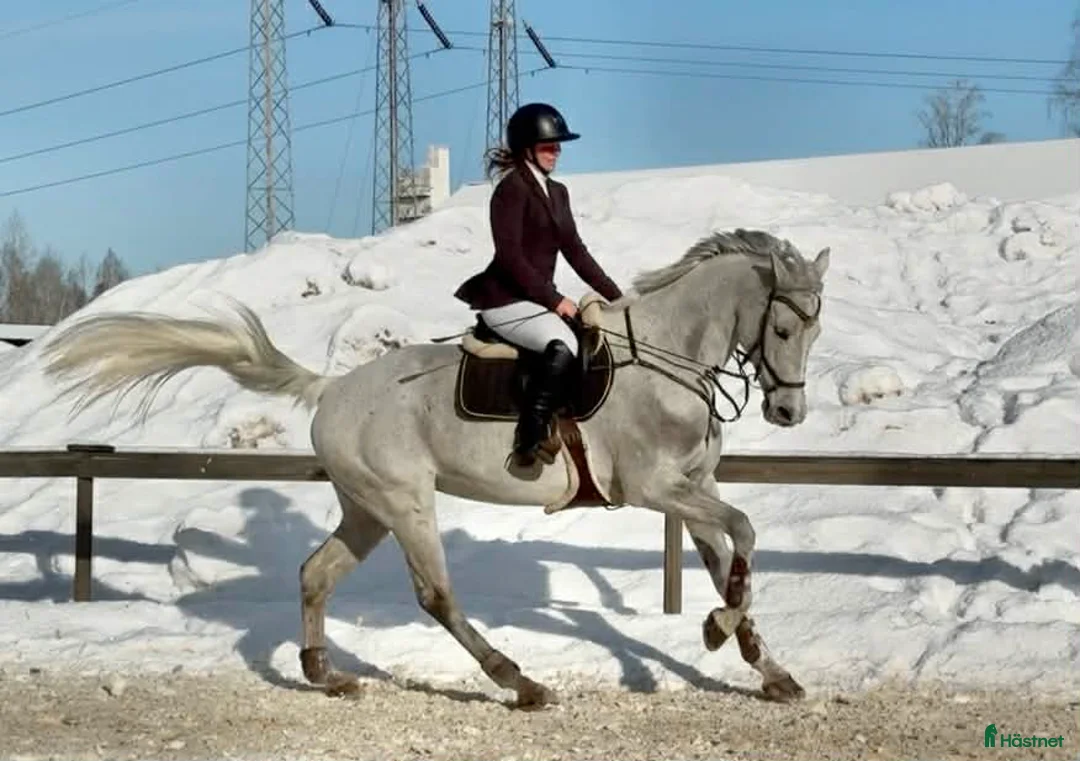 Allround hästar till salu: Fin hopphäst med bra gång  i Sala - Annons 3