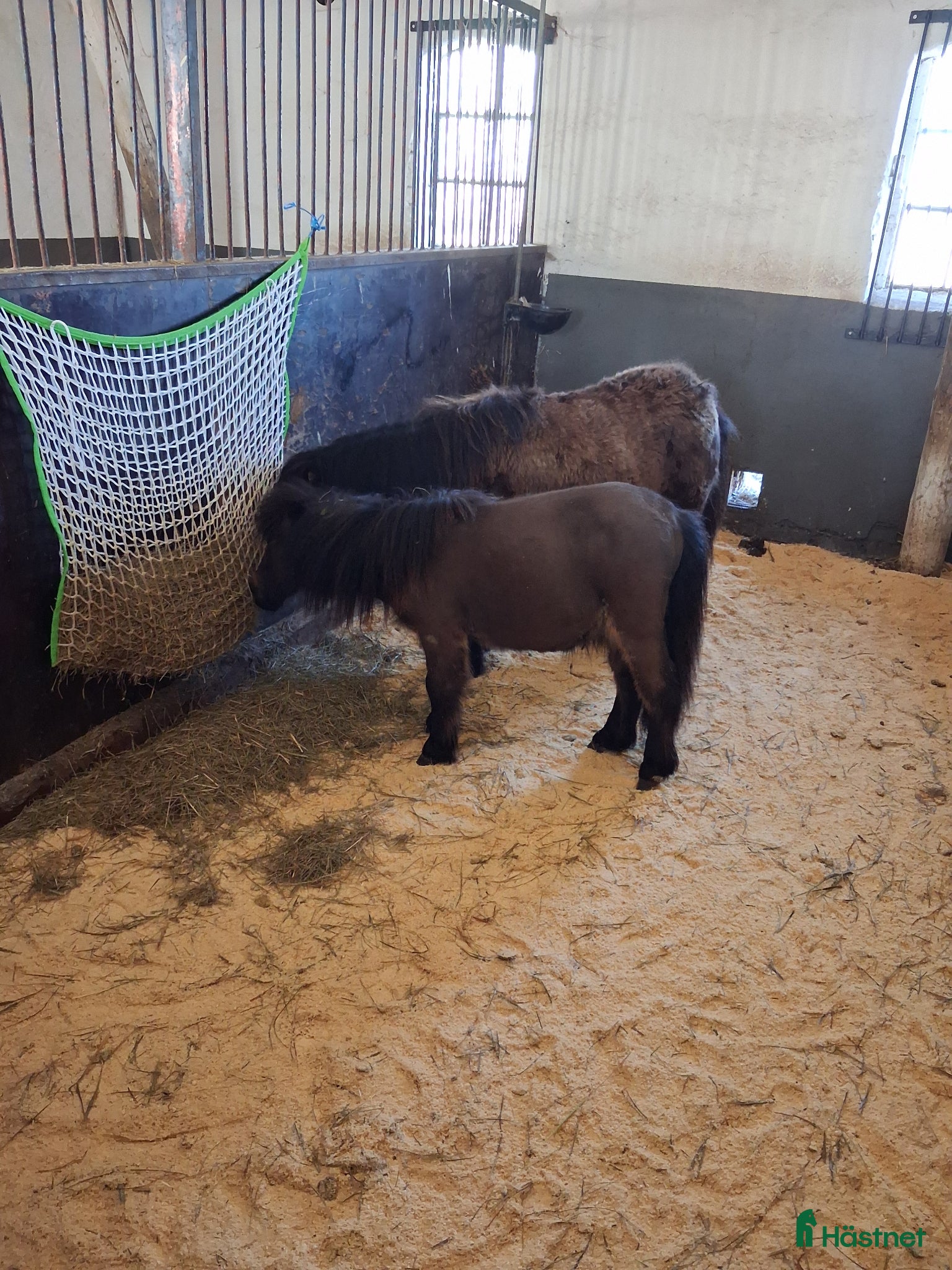  hästar  Söt minikille säljes eller bytes mot standard - Annons 18