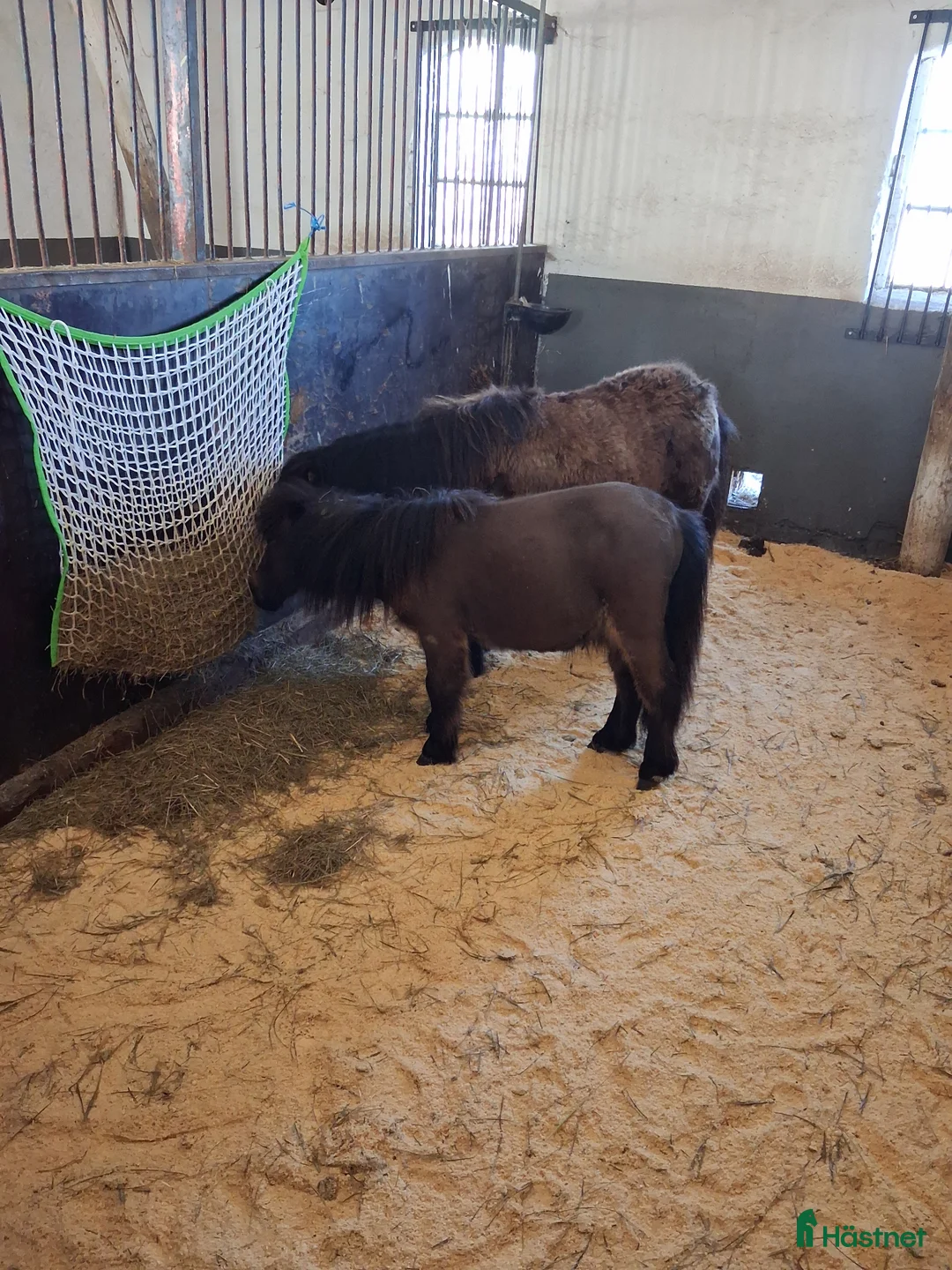 Allround hästar till salu:  Söt minikille säljes eller bytes mot standard i Mörarp - Annons 1