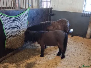 hästar Söt minikille säljes eller bytes mot standard - Annons 17