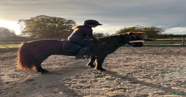  hästar En speciell kille söker nytt hem  i Färjestaden - Annons 3